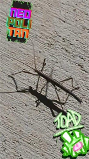Walkingstick (phasmids) Slim from #abugslife song by ‪@RicoTheGiant‬#shorts #viralshorts