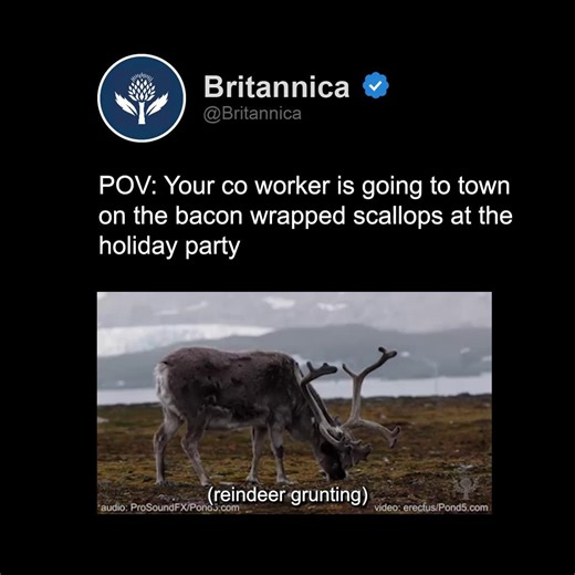 Encyclopaedia Britannica on Instagram: "Reindeer generally stick to a plant-based diet, and in winter, they rely on high-carbohydrate lichens called reindeer moss, which they reach by digging craters in the snow. Bacon wrapped scallops would certainly be a treat."