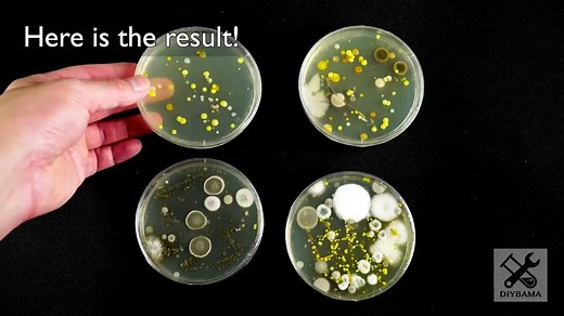 如何培养细菌