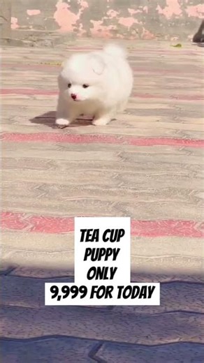 🐶 Teacup Puppy for Sale in India | Price, Breeds & Offers | 📞 Call Now! +91 9373137719