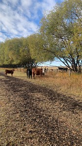 October 13th and still lots of stockpiled forage This is one of the benifits of growing perennial forage crops like clover and timothy . The oat field pictured in the video is regrowth from silage and is underseeded to clover and timothy. #westlockcounty #sustainableagriculture #organicbeef #foragefedbeef #multipurposecrop #diversifiedfarming #cowstagram #beefoperation #rotationalgrazing #croprotations #perennialforage #fallgrazing | Sunnie Valley Farm | Facebook