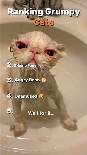 Ranking Grumpy Cats 😠