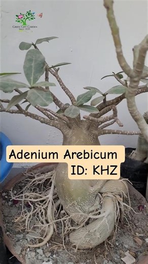 Adenium Arabicum Khz: The Rare Beauty of Desert Roses! 🌵💚 || #greengiftgarden #flowers #shorts