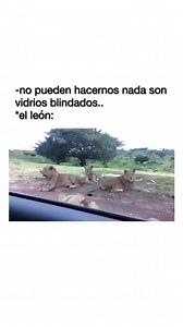 Parece un meme #humor #meme #PareceMeme #memes #leones | Parece Un Meme