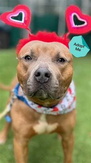 PLEASE SHARE! This charming boy will strum on your heartstrings. 🪕 Meet Banjo Baby, an 8-year-old pup who was sadly found abandoned and tied to a fence in an NYC park. He was taken in by the @nycacc and is currently being fostered by @the_yvesdropper while he waits for his forever home. Banjo Baby started out very shy and afraid of the world around him, but has since grown in confidence and now loves going for walks and showing his favorite humans affection. If you’re looking for a sweet land h