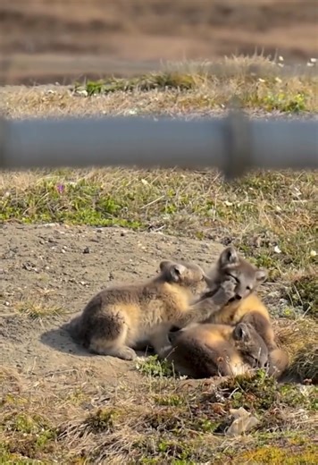 Sibling love between arctic fox kits | Adorable wildlife moment