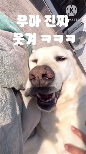 오늘 날씨 최고! #강아지일상 #funny # way back home