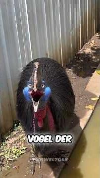 Der gefährlichste Vogel der Welt: Der Kasuar #Kasuar #vogel #Tiere #flugtier #gefährlich
