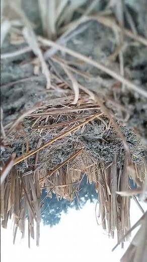 বিশ্বাস করেন।#youtubeshorts #viral #duet