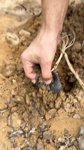 Amazing animal, easily the biggest mole I’ve ever seen. . . . #snakes #animals #reptiles #speed #funny #herping #herping #flordia | Aiden Adams