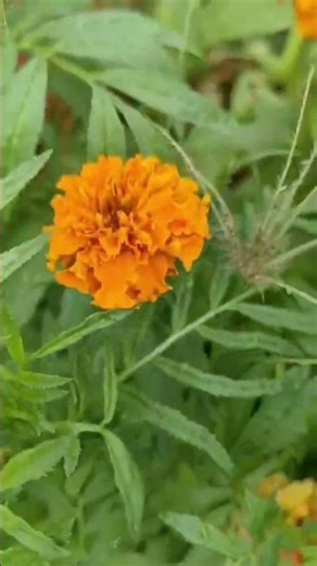 #beautiful 🌹🌹💐flower-#naturelovers -#thottam -#gardenflowers -#gardendesign -#vivasayam