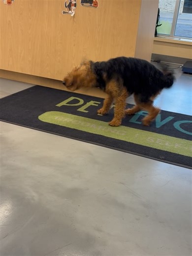 Pet Evolution on Reels | Facebook