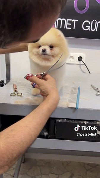 @petstylistt (@petstylistt) adlı kullanıcının Kucing Lucu videosu