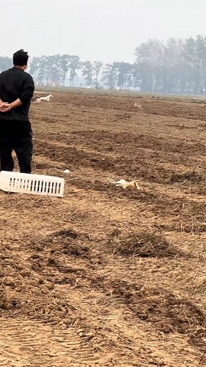 🥇 When instinct meets perfect physical fitness! ⚡️ An intensive training session to develop the performance of this noble breed. ✨ Which dog impressed you the most? Share your thoughts! 👇 #ProHoundsWorld #Greyhound #Sighthound #SpeedTraining #CanineAthlete #ElitePerformance | Pro Hounds World