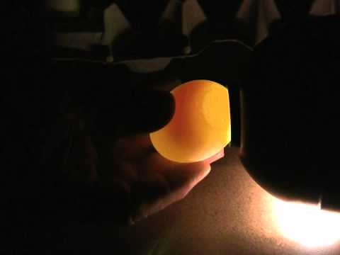 4H Poultry Judging:Class I - Interior Egg Quality