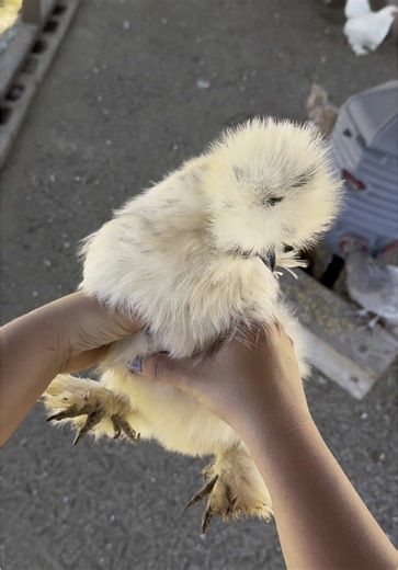 Exploring Silkie Chickens: Fun Facts and Care Tips