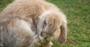 Close up of beautiful fluffy rabbit. Rabbits are one of the most adorable pets. High definition shot at 4K, Slow motion video footage.