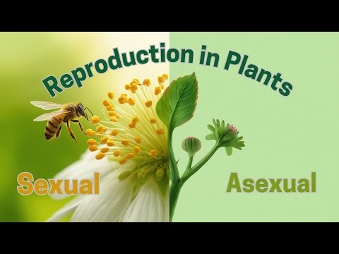 Reproduction in Plants: Sexual and Asexual Methods Explained | iGCSE Biology 9-1 | Educatopia