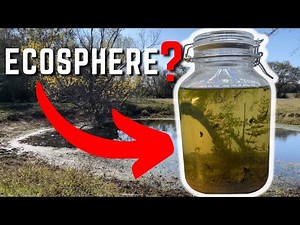How To Make An Ecosphere That Stays Alive
