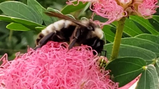 Powder Puff Pink SURINAM Rose Cascade Calliandra Surinaminsis Live Starter Tree Plant Unique Flowers Landscape or Bonsailiving Jewels - Etsy
