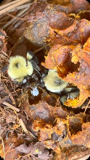Bonac Bees on Instagram: "Have you ever seen a bumble bee honey pot? You have now! In addition to rehoming unwanted honey bees, we also offer bumble bee relocation services. #Bumble #bumblebee #relocation #hive #beekeeper #honeybee #honeypot #bees #localhoney"