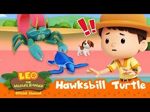 SAVE the BABY TURTLES! 🐢 | Hawksbill Turtle | Leo the Wildlife Ranger | Kids Cartoon | #compilation