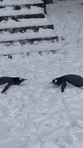 236K views · 13K reactions | Penguin snow day! ❄️ | Pittsburgh Zoo & Aquarium | Facebook