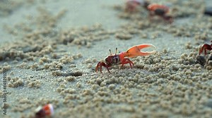 Male sand fiddler crab sipping and consuming micronutrients, forming small sand pellets, waving its enlarged claw and moving sideways on the sandy beach, close up shot. Stock Video