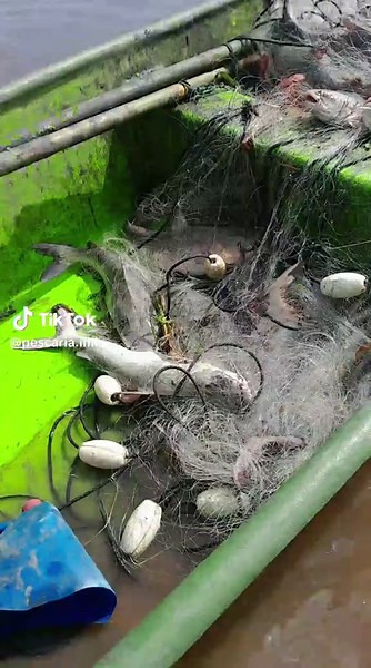 Pescaria de bagre pescaria monitoramento e cadastrado pelo programa moper cidade de imbe rio grande do sul baliza número 1 dia 26 de novembro de 2024 #peixe #peixegrande #arremecodetarrafa #pordosol #netfishing🐟🐟🙏😁 #tarrafagigante #tainha #nacerdosolperfeito #natureza #bomdia