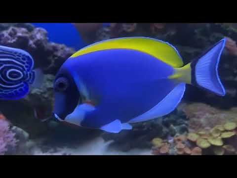 Powder blue surgeonfish (Acanthurus leucosternon): care, feeding, and diseases