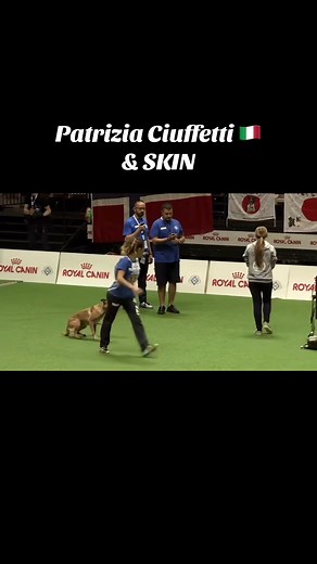 Malinois agility training tips for competitive dogs
