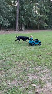 One of our diabetic alert dogs we sent out years ago! | The Dog Coach