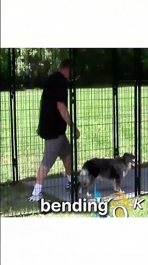 6x12 Ultimate Dog Kennel | Heavy-Duty Outdoor Kennel Setup