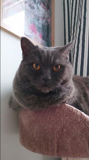 in no mood. bottom view #shorts #cat