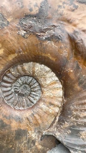 98K views · 1.9K reactions | Ammonite from a rare location charmasseiceras? Thorp on the hill Leicester I believe from probably 40 years ago From the lower Lias Craig chivers has given a a bit of a tidy up | Charmouth Fossils | Facebook