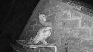 Birdsy has been monitoring this barn owl nest site and this year's owlets have started to venture out! It's a big new world. Lovely to feel the cool evening air and to stretch those wings, ready for the maiden voyage into the wild! Thank you to Laurels Wood for this wonderful clip of this beautiful pair! #BarnOwl #Owls #Birds #Nature #Wildlife | Birdsy