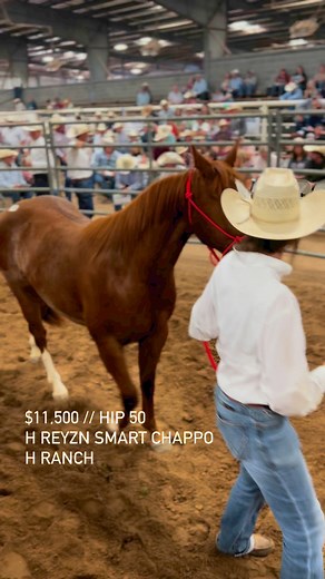 $11,500 // H REYZN SMART CHAPPO // H Ranch | High Plains Ranchers & Breeders Association