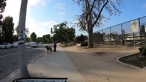 CRAZY DOG LADY VS DISABLED LADY ON MOBILITY SCOOTER Mobility Mary : Free Download, Borrow, and Streaming : Internet Archive