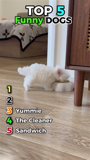 Top 5 Funniest Dogs That Will Make You Laugh 🐶 😂#funnydogs #dogtok #dogsoftiktok #viraldogs