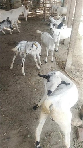 Cutest Goats You Will Ever See! ❤️🐐#shorts #goat