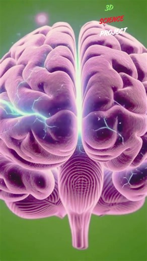 Head and Brain Internal Structure in 3D animation #brain #animation #medical #3dscienceproject