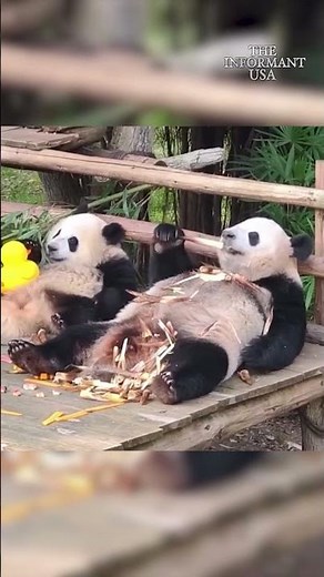 PANDAS + RUBBER DUCKS + EAT BAMBOO = CUTENESS OVERLOAD 🐼🦆💛