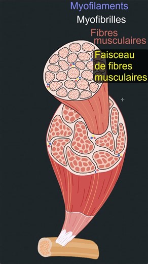 Anatomie d'un muscle squelettique
