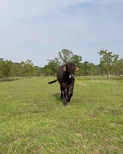 24K views · 4K reactions | Cubes or sweet feed? | Shirtless Jake's Homestead | Facebook