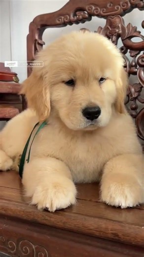 #555 #funny #I'm not stiff, it's just stiff on its own #aww