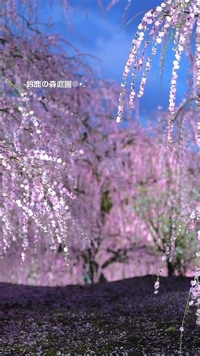 2026.3.7 撮影✦.*…初めて訪れた鈴鹿の森庭園は美しすぎました💓 #鈴鹿の森庭園 #Japan #枝垂れ梅