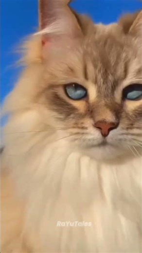 Main Character Energy from a Comic Book 😻🐈✨ #shorts #youtubeshorts #viral #trending #fyp #cat