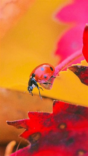 Juli - Ladybugs & Macro Nature on Instagram: "🐞 Some ladybugs can change the intensity of their color depending on temperature — darker in the cold, brighter in the warmth. This ladybug walks gently across crimson autumn leaves, glowing like a tiny ember in the fading light. Even the smallest beings know how to keep their warmth through every season. 🍂 #ladybug #insectmacro #macroclique"