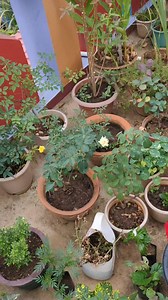 16K views · 297 reactions | Rose Tip #rose #care #garden #rosas #winterflowers #roseplant #redrose #terracegardening #gardeninspiration | Ghosh Garden | Facebook