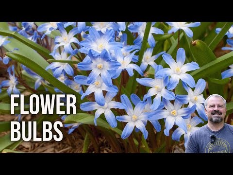 Flower Bulbs For Spring